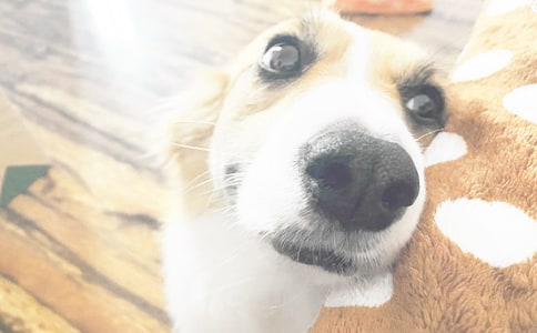 描述小狗的作文3篇