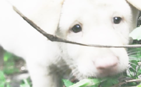 С�����Ż��˼