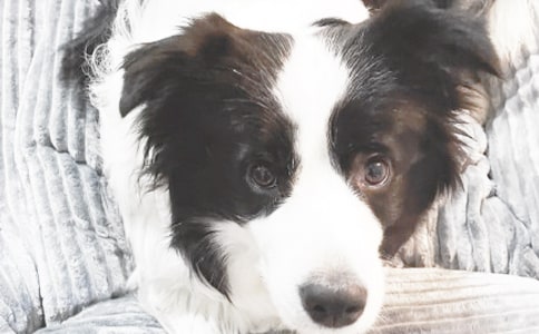 小狗圆舞曲教案