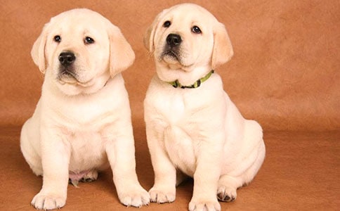 ��С��Բ�������̰�