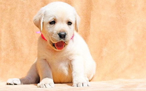 С���ѧ��Ƥ��С���̰�