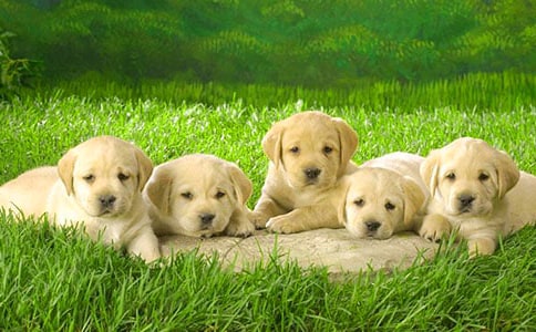 口哨与小狗教案