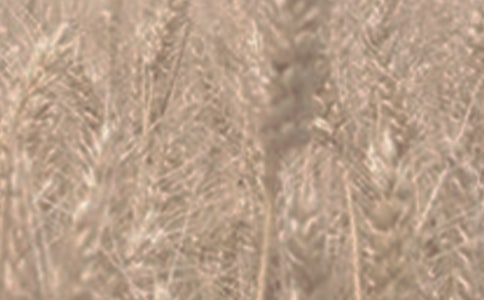 ��С��Ĺ�Ч