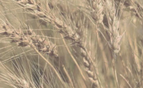 С�󴺼�����Ԥ�������ȴ�ʩ