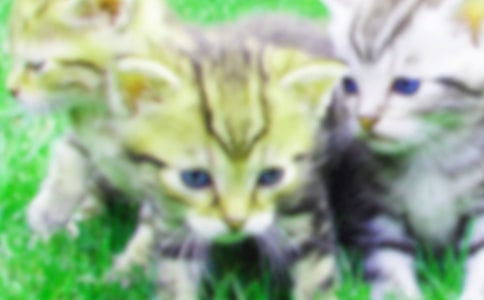 中班语言教案小猫刮胡子