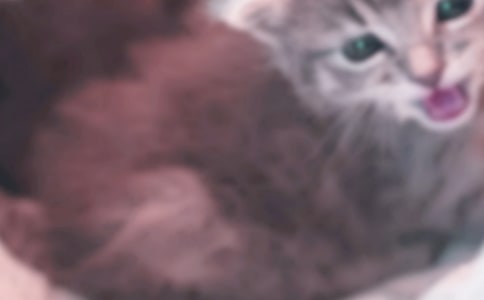 ��������Сè���̰�