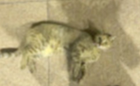 ̰�Ե�Сè��˼�