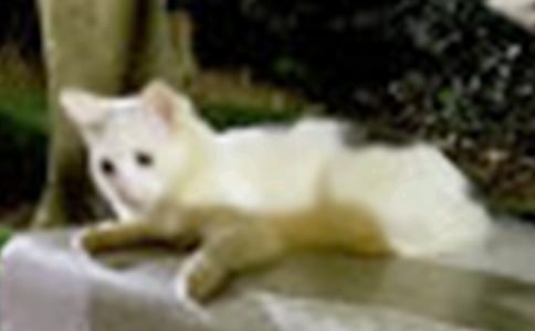 ������Сè�̰�9ƪ