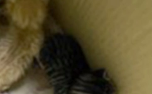 小班教案《小猫敲门》