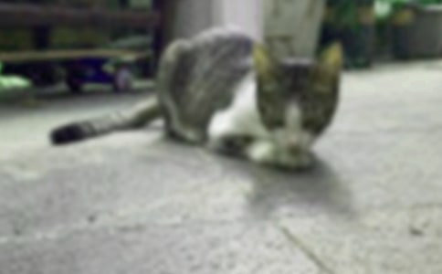 ��Сè�̰�����˼