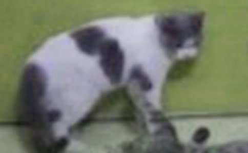 ������Сè�̰�