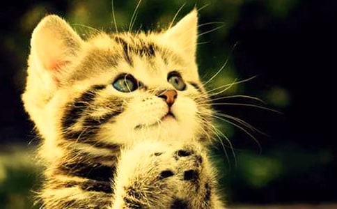 С������������Сè�̰�