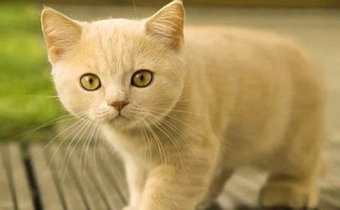 С�����Խ̰���Сè�������˼