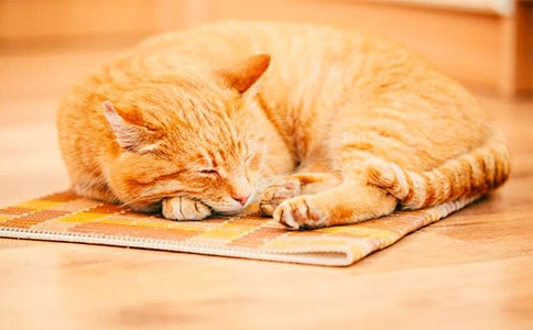 学小猫小班教案