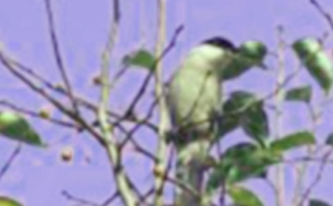 С����ѽ̰�