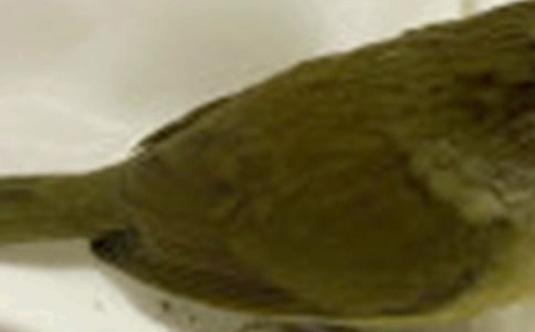 小鸟找家活动反思