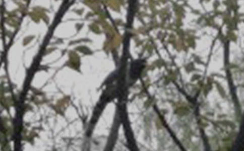 中班小鸟找家教案