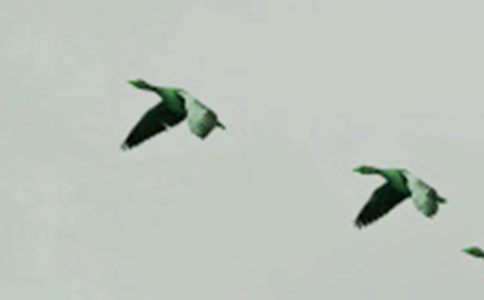 С��������̰�