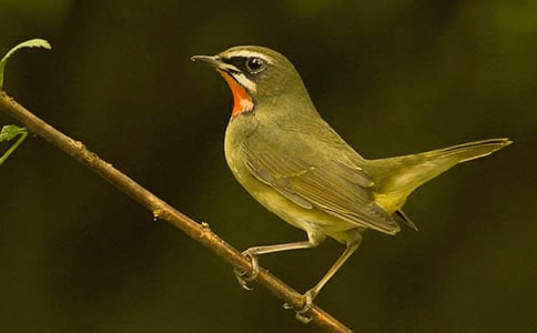 ��С��С�񡷽̰�