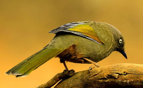 С��̰�����˼