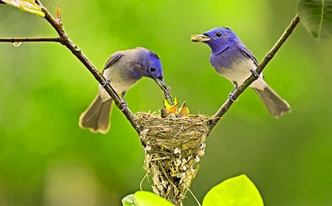 ���ֵ�С��̰�