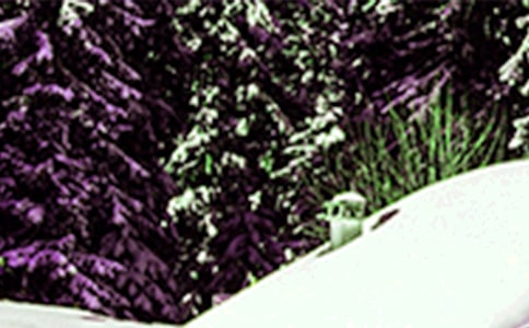 ��Сѩ�������İ���ѡ4ƪ