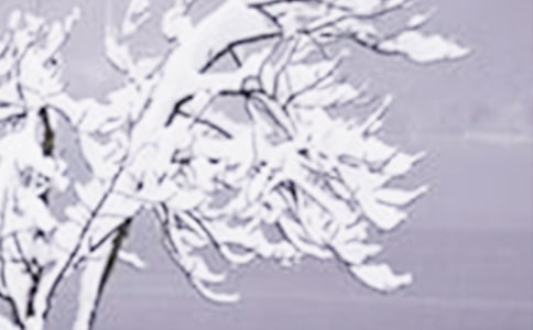 ��Сѩ�������İ�(4ƪ)