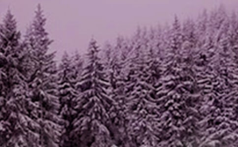 �׶�԰Сѩ��������Ÿ���ƪ