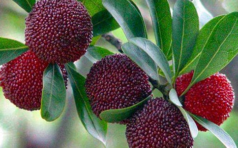 ���Ұ��������÷���̰�(���15ƪ)