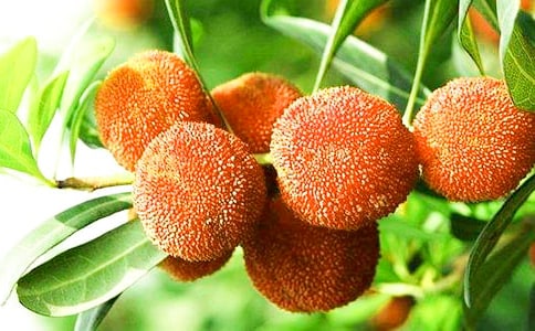 �йس���÷�ĳ�ʶ