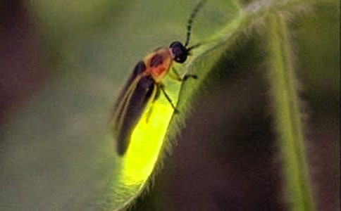 ��ө��������ѡ��̰�