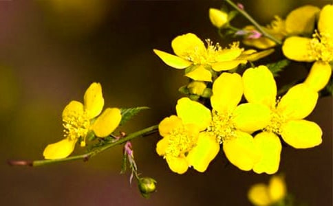 ��ӭ������������ԭ�ķ��뼰����