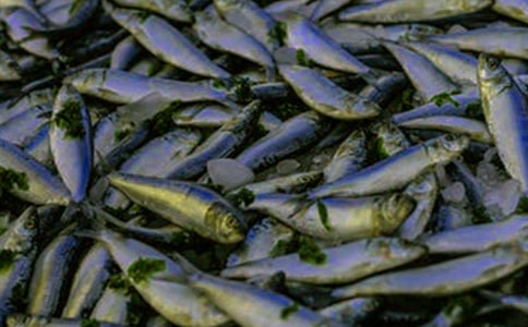 鱼苗购销合同14篇