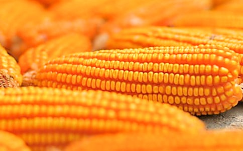 玉米倒伏原因与防控措施