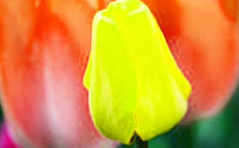 ������Ļ����Ԣ��