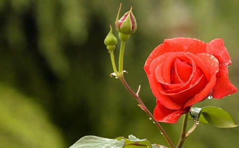 腊前月季原文及赏析