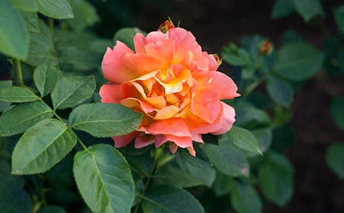 �����¼�������