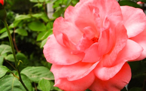 �¼����Ļ���