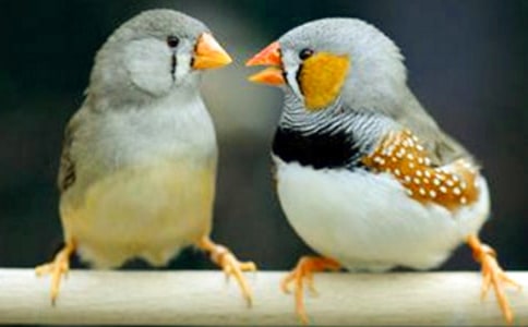 《珍珠鸟》教案15篇