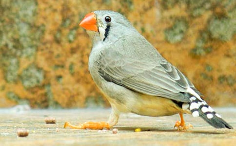 《珍珠鸟》第二课时教案6篇