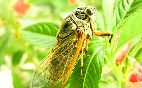 ֪���������˼