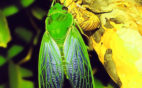 知了教案(精选18篇)