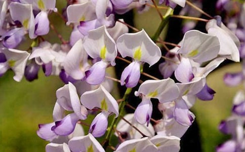 ���ٻ��̰�