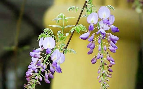 紫藤花语和象征意义