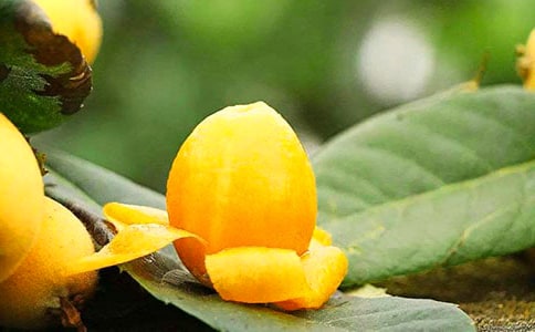 大五星枇杷种植技术