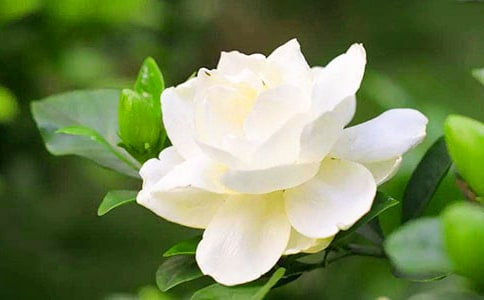 ���ӻ��������弰�䴫˵