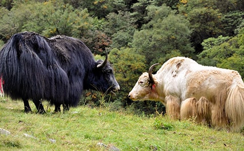 牦牛肉营养价值大