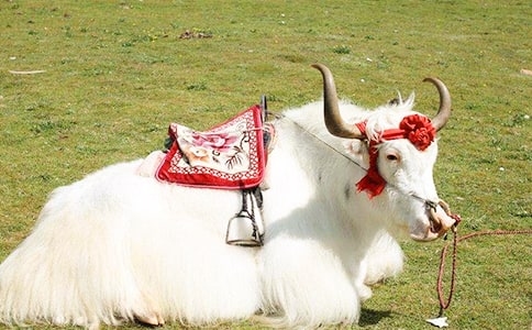 ��ţ���Ӫ����