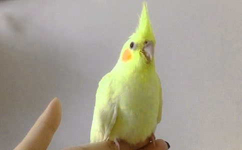 �����������Ż���_���������ԭ������������