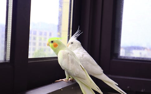 《鹦鹉曲·夷门怀古》原文及翻译赏析